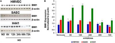 BMI1 Silencing Induces Mitochondrial Dysfunction in Lung Epithelial Cells Exposed to Hyperoxia